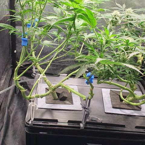 Auto Citrus Skunk growlog timeline photo