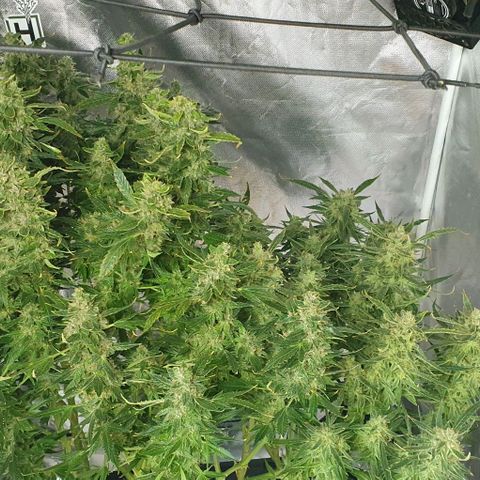 Auto Pineapple Candy growlog timeline photo