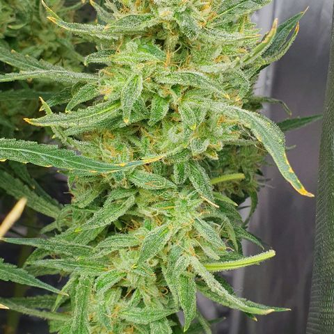 Auto Pineapple Candy growlog timeline photo