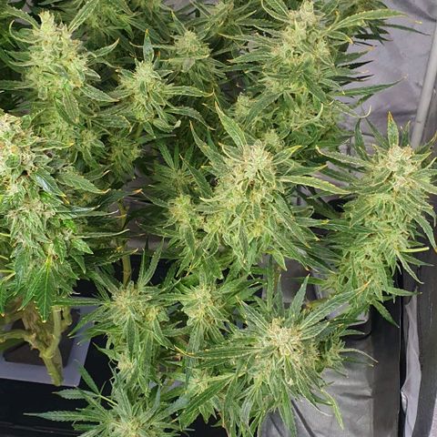 Auto Pineapple Candy growlog timeline photo