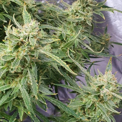 Auto Pineapple Candy growlog timeline photo