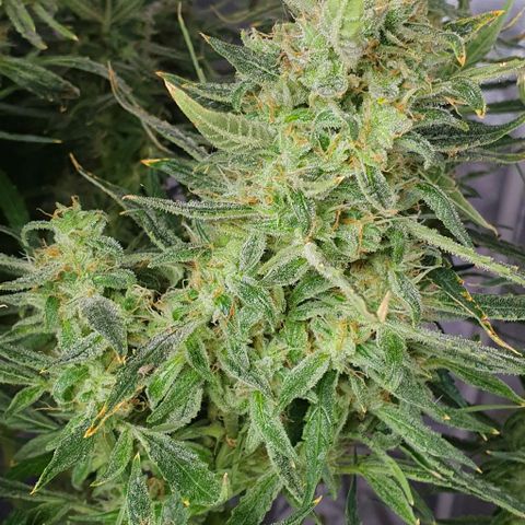 Auto Pineapple Candy growlog timeline photo