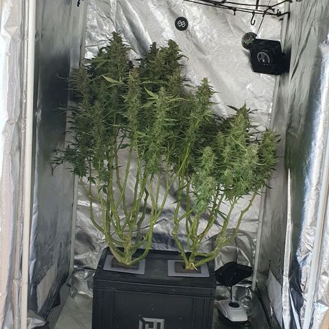 Auto Purple Candy growlog timeline photo