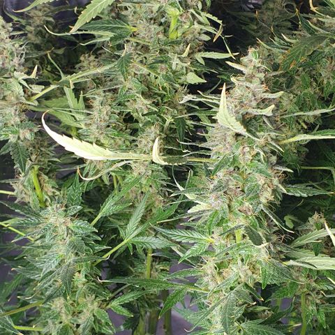Auto Purple Candy growlog timeline photo