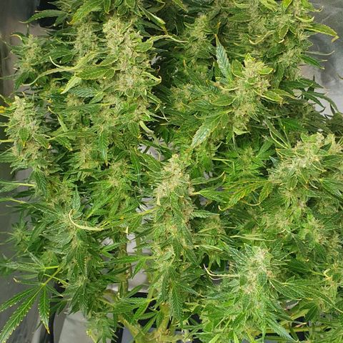 Auto Purple Candy growlog timeline photo