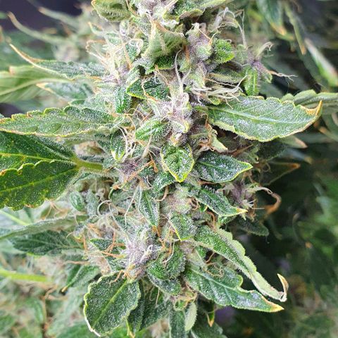 Auto Purple Candy growlog timeline photo