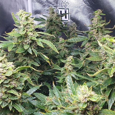 Auto Purple Candy growlog timeline photo