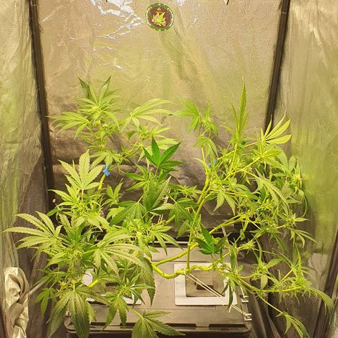 Auto Citrus Skunk growlog timeline photo