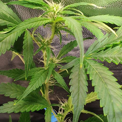 Auto Citrus Skunk growlog timeline photo