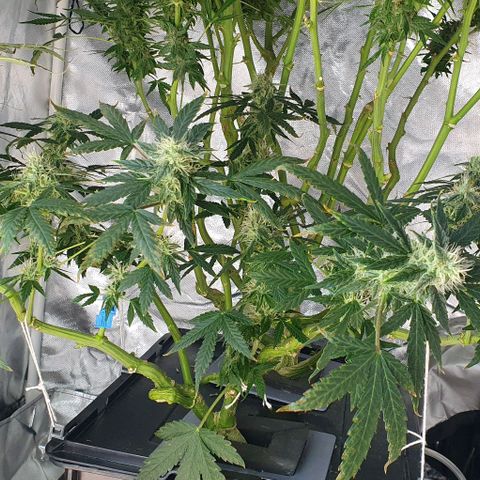 Auto Citrus Skunk growlog timeline photo