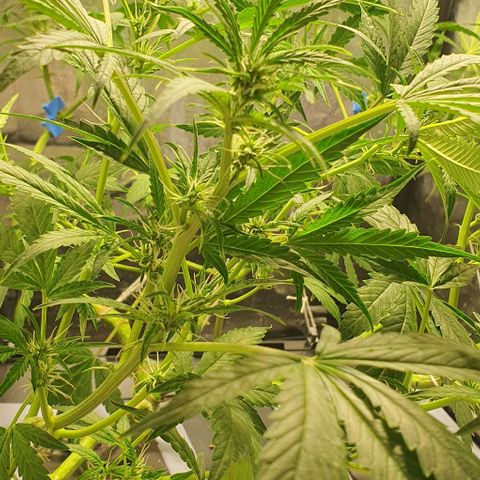Auto Citrus Skunk growlog timeline photo