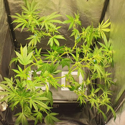 Auto Citrus Skunk growlog timeline photo