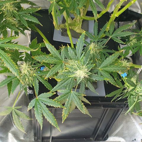 Auto Citrus Skunk growlog timeline photo