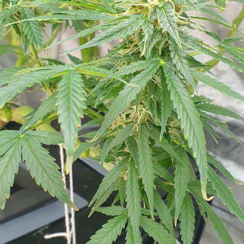 Auto Citrus Skunk growlog timeline photo