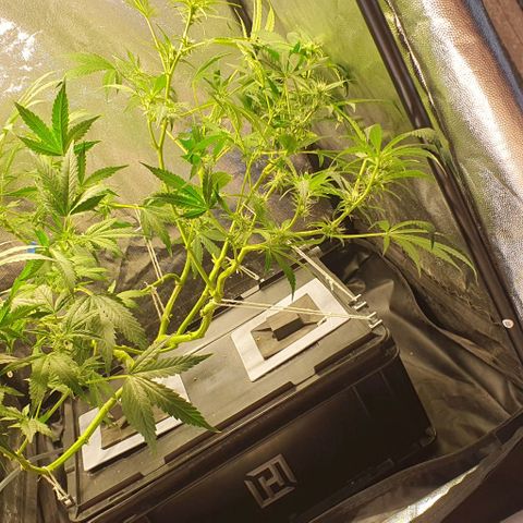 Auto Citrus Skunk growlog timeline photo