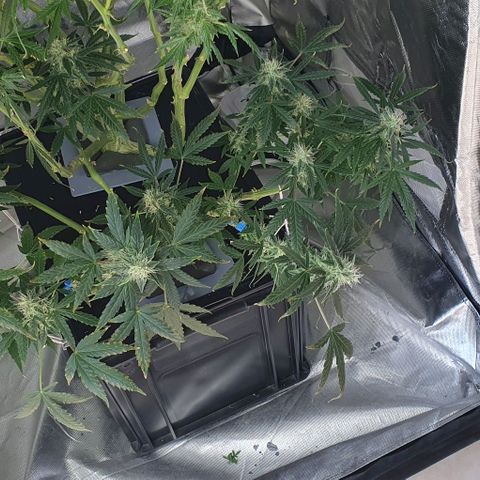 Auto Citrus Skunk growlog timeline photo