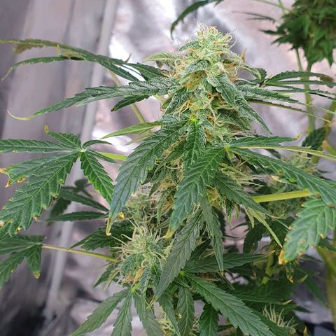 Auto Citrus Skunk growlog timeline photo