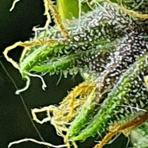 Auto Purple Candy growlog timeline photo