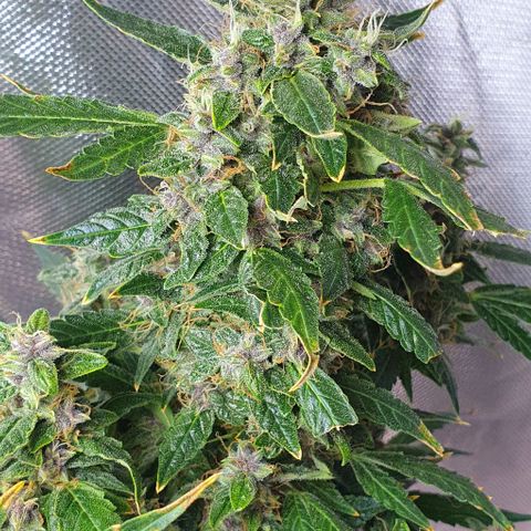 Auto Purple Candy growlog timeline photo