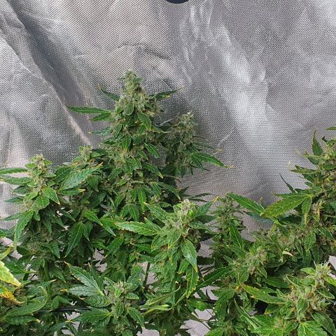 Auto Purple Candy growlog timeline photo