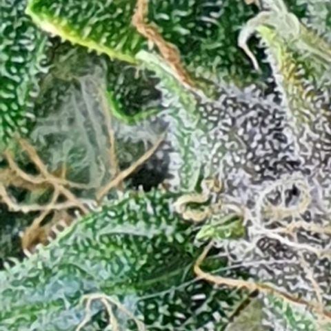Auto Purple Candy growlog timeline photo
