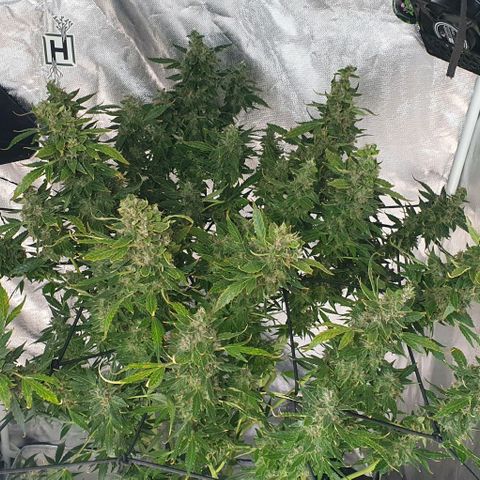 Auto Purple Candy growlog timeline photo