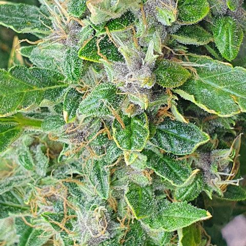 Auto Purple Candy growlog timeline photo