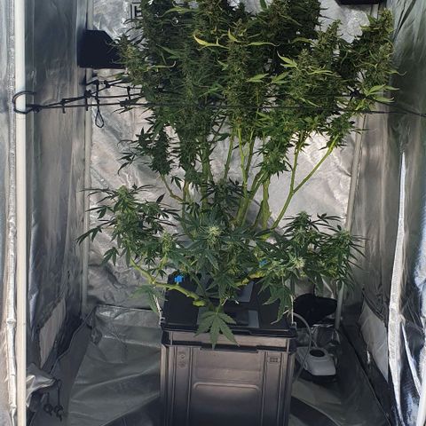 Auto Purple Candy growlog timeline photo
