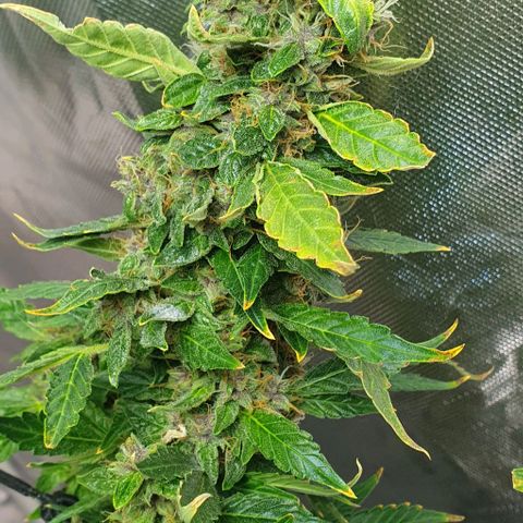Auto Purple Candy growlog timeline photo