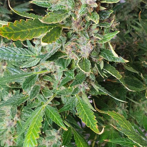 Auto Purple Candy growlog timeline photo