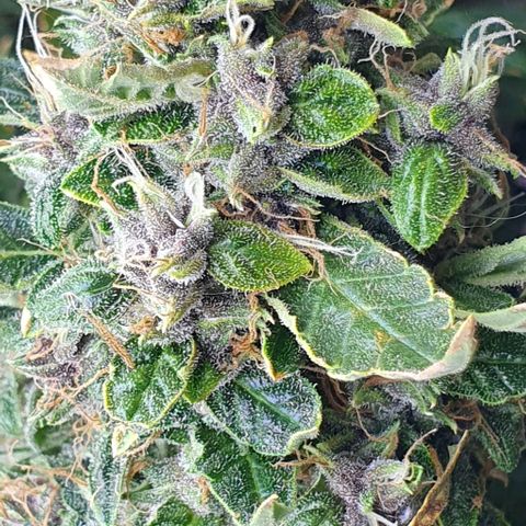 Auto Purple Candy growlog timeline photo