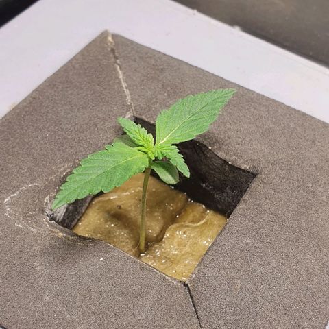 Mohan Poison #1 growlog timeline photo