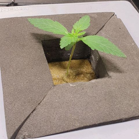 Mohan Poison #1 growlog timeline photo