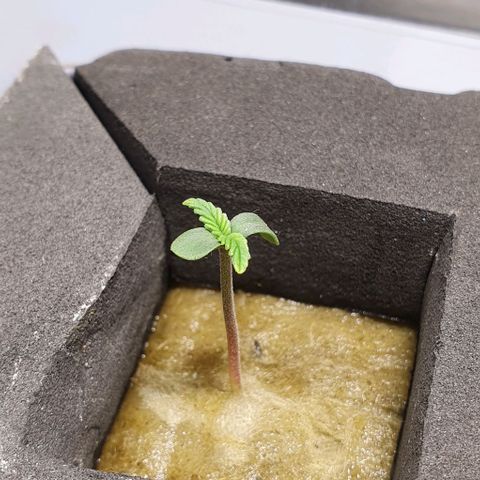 Auto Citrus Skunk growlog timeline photo