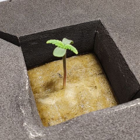 Auto Citrus Skunk growlog timeline photo
