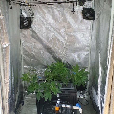 Mohan Poison #1 growlog timeline photo