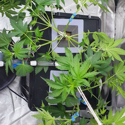 Mohan Poison #1 growlog timeline photo