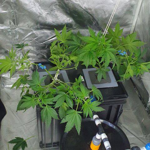 Mohan Poison #1 growlog timeline photo
