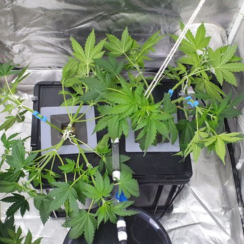 Mohan Poison #1 growlog timeline photo