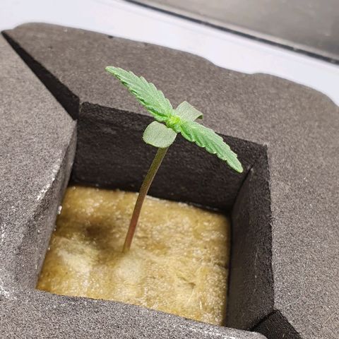 Auto Citrus Skunk growlog timeline photo