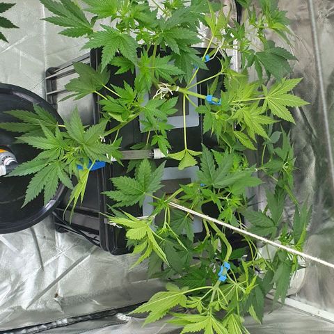 Mohan Poison #1 growlog timeline photo