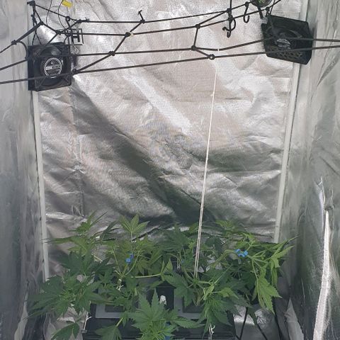 Mohan Poison #1 growlog timeline photo