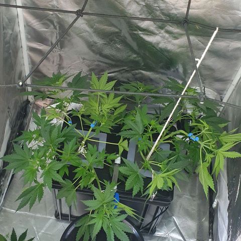 Mohan Poison #1 growlog timeline photo
