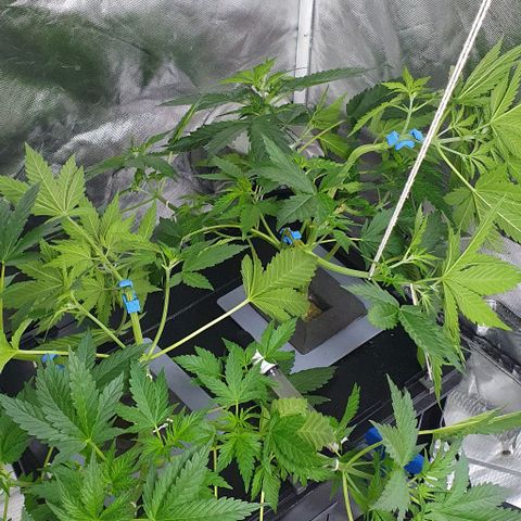 Mohan Poison #1 growlog timeline photo