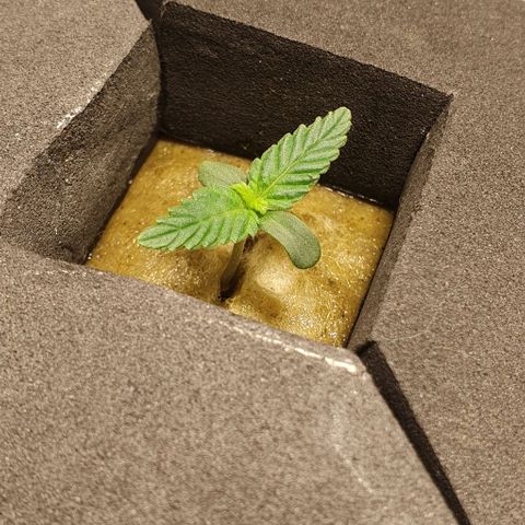 Auto Citrus Skunk growlog timeline photo