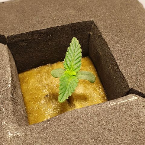 Auto Citrus Skunk growlog timeline photo