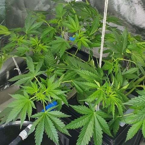 Mohan Poison #1 growlog timeline photo