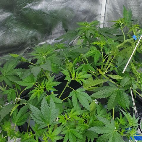 Mohan Poison #1 growlog timeline photo
