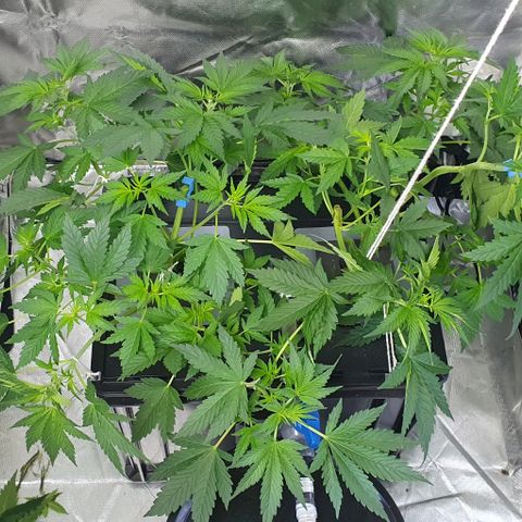 Mohan Poison #1 growlog timeline photo