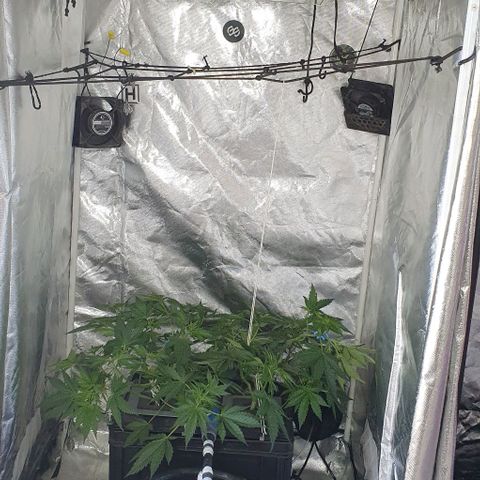 Mohan Poison #1 growlog timeline photo